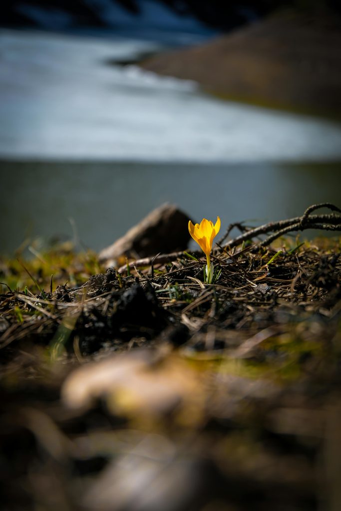 A vibrant yellow crocus flower blooming in early spring in Sinop, Türkiye.