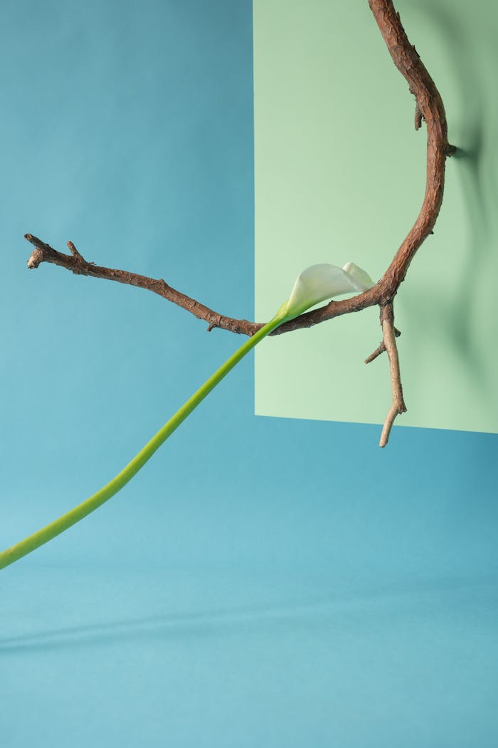 A minimalist calla lily and branch against a blue and green abstract backdrop offering creative copy space.